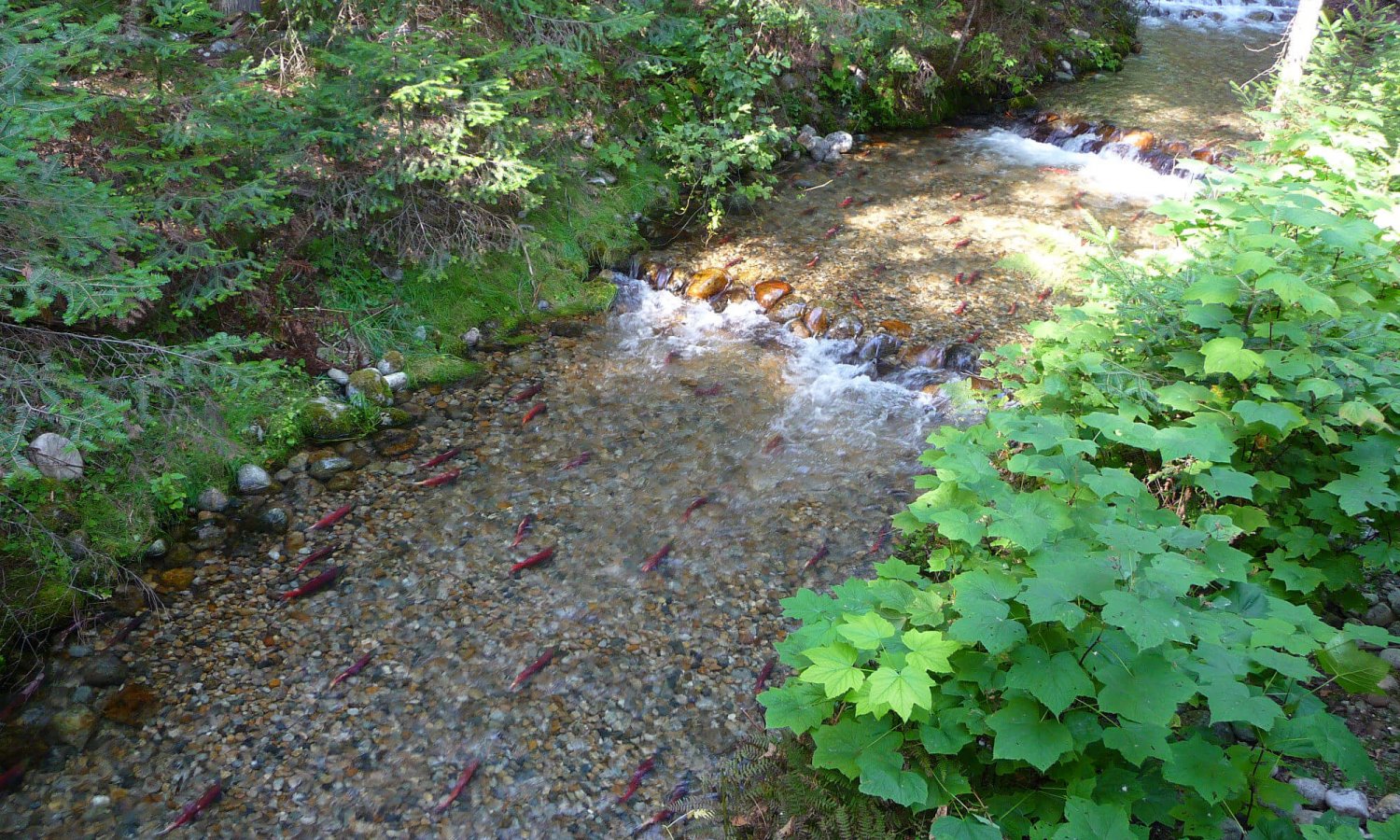 Gray_creek (27)
