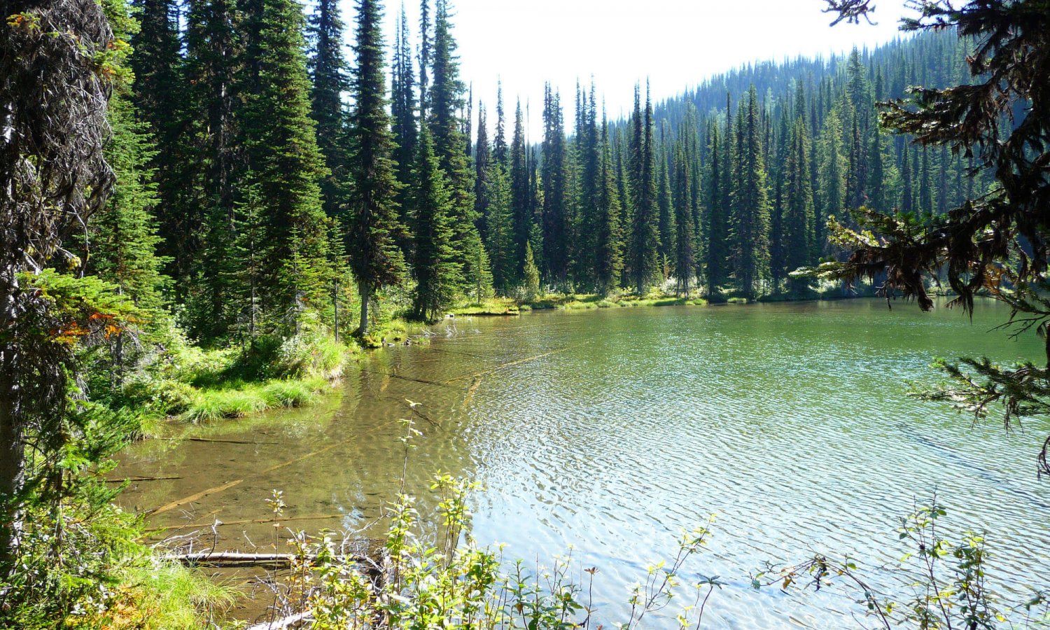 Gray_creek (37)